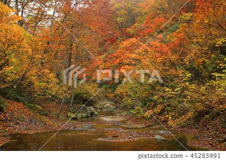 福島縣沼澤地森林Otakizawa Shimi-machi的山毛櫸森林和灌木 45283991