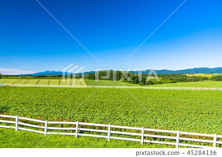 《北海道》美瑛,神榮山之地 《北海道》美瑛,神榮山之地 45284136