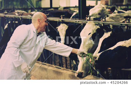 Veterinarian with cows in livestock farm Veterinarian with cows in livestock farm 45284266