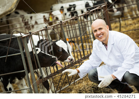 Employee nursing cattle in cowhouse Employee nursing cattle in cowhouse 45284271