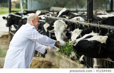 Veterinarian with cows in livestock farm Veterinarian with cows in livestock farm 45284440