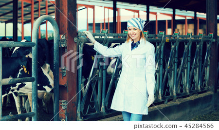 worker taking care of dairy herd worker taking care of dairy herd 45284566