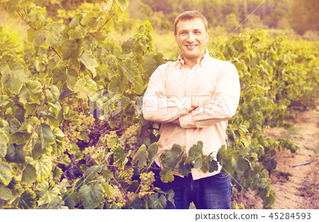 Vintner checking wine grape and leaves in summer day Vintner checking wine grape and leaves in summer day 45284593