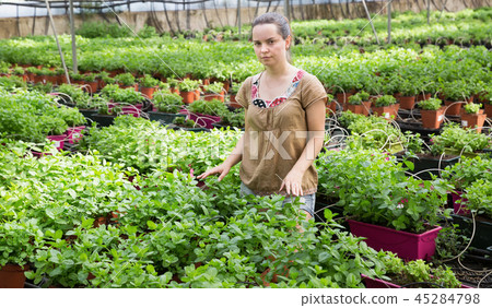 Young female gardener working with spearmint in hothouse Young female gardener working with spearmint in hothouse 45284798