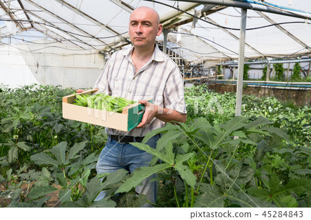 Serious man gardener holding crate with green bamia 45284843