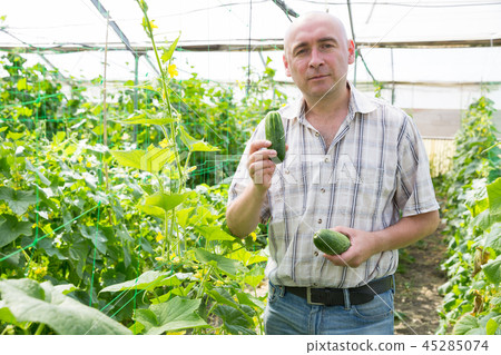 Male professional gardener picking cucumbers in hothouse 45285074