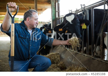 Male farm worker feeding cows 45285108