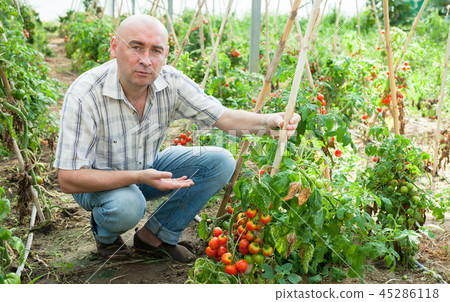 Farmer checking tomato plants 45286118