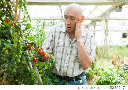 Farmer checking tomato plants 45286247