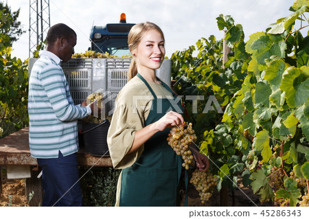 Two workers harvesting grapes Two workers harvesting grapes 45286343