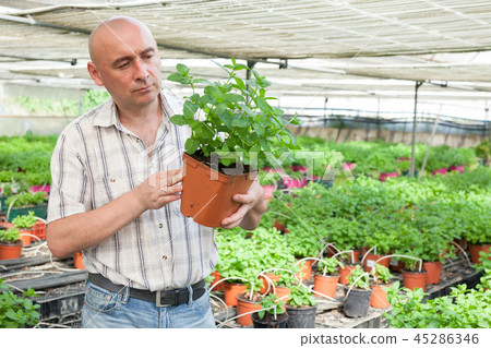 Male farmer working with mint plants 45286346