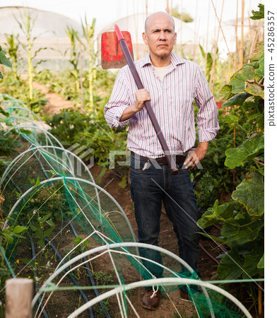 Gardener working in glasshouse 45286357