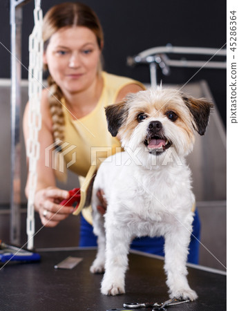 Havanese puppy getting grooming in salon 45286364