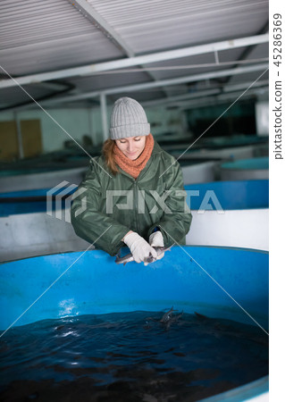 Woman examining young sturgeon on fish farm 45286369
