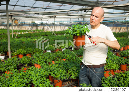 Gardener working with mint plants Gardener working with mint plants 45286407