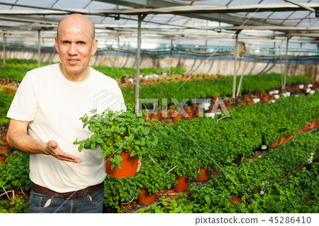 Gardener working with mint plants 45286410