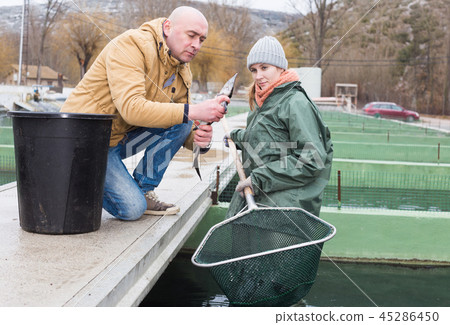 Male farmer with female worker catching sturgeons on farm Male farmer with female worker catching sturgeons on farm 45286450
