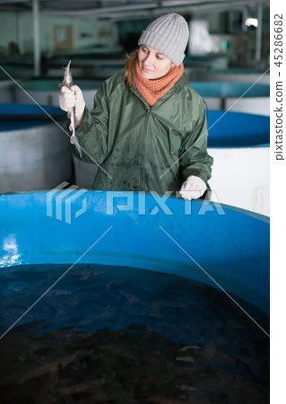 Woman examining young sturgeon on fish farm Woman examining young sturgeon on fish farm 45286682