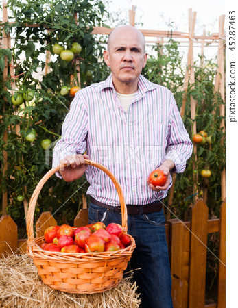 Gardener with tomatoes harvest Gardener with tomatoes harvest 45287463
