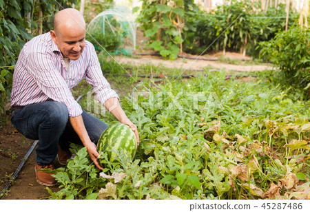 Gardener inspecting watermelons in greenhouse Gardener inspecting watermelons in greenhouse 45287486