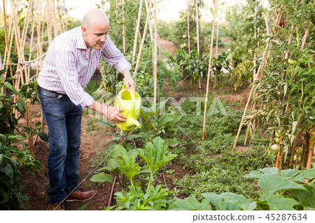 Man watering plants in greenhouse 45287634