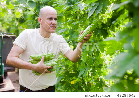 Man harvesting bitter gourd 45287642