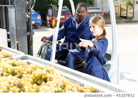 Male and female professional vineyard workers inspecting new grapes harvest Male and female professional vineyard workers inspecting new grapes harvest 45287652