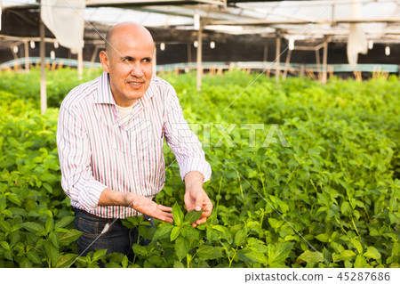 Gardener inspecting white jute plants Gardener inspecting white jute plants 45287686