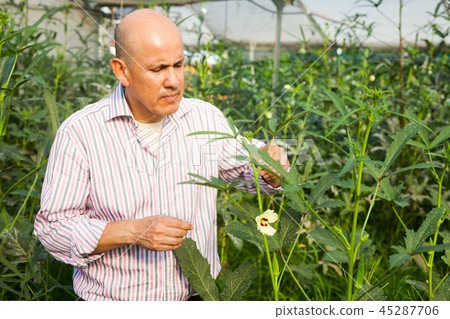 Gardener checking okra plants 45287706