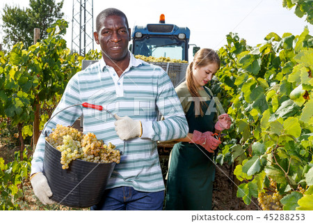 Man harvesting ripe grapes 45288253