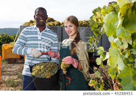 Workers harvesting grapes at vineyard Workers harvesting grapes at vineyard 45288451