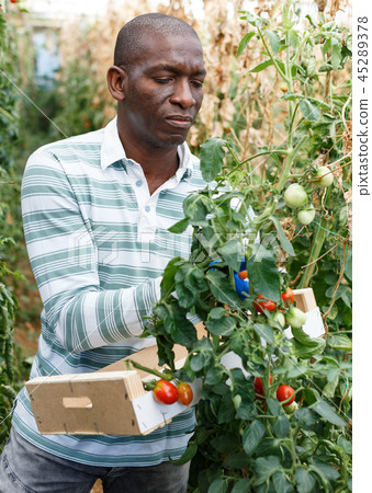 Farmer harvesting tomatoes Farmer harvesting tomatoes 45289378
