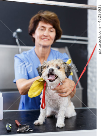 Bichon havanese during towelling in salon Bichon havanese during towelling in salon 45289635