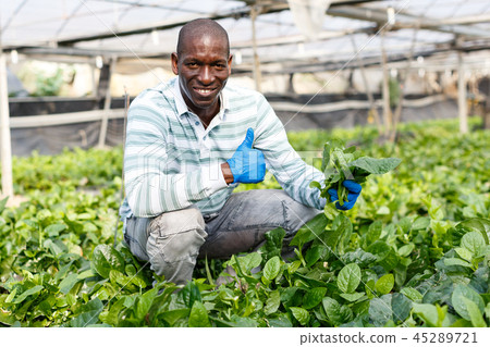 Farmer happy with growing of Malabar spinach Farmer happy with growing of Malabar spinach 45289721