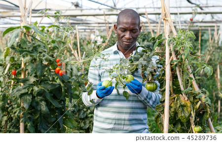 Farmer cultivating tomatoes 45289736