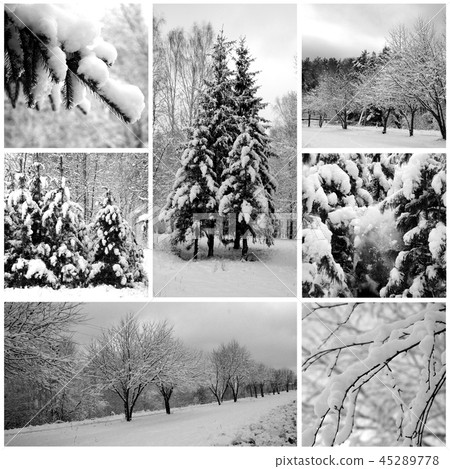 Winter forest beautiful, pines 45289778