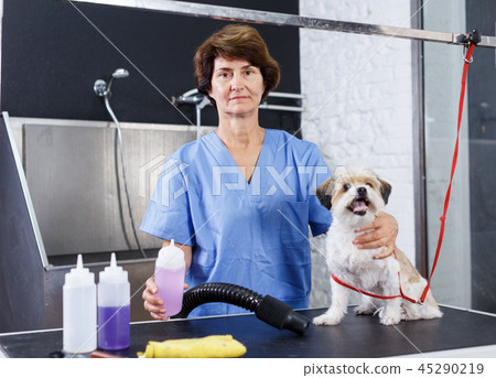 Woman grooming havanese with cosmetics 45290219