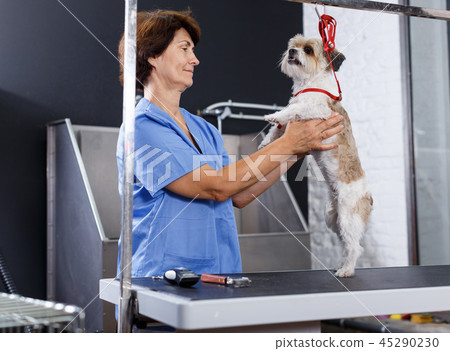 Woman grooming havanese in salon 45290230