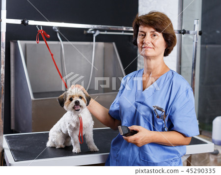 Female groomer with havanese puppy 45290335