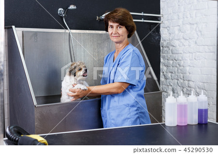 Woman washing havanese at grooming salon Woman washing havanese at grooming salon 45290530