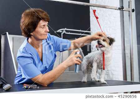 Woman grooming havanese with cosmetics 45290656