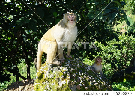 恒河猴 恒河猴 45290879