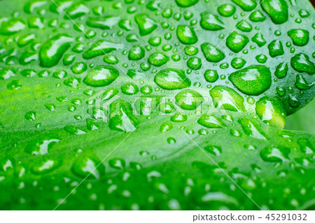 Monstera leaves 45291032