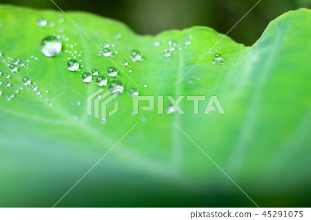 Taro leaf 45291075