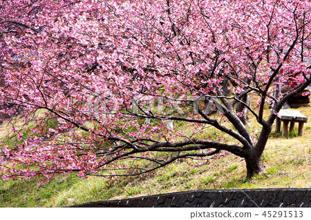 Spring Impressions Kawazu Sakura 45291513