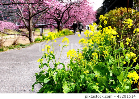 Impression of spring rape blossoms and cherry blossoms 45291514