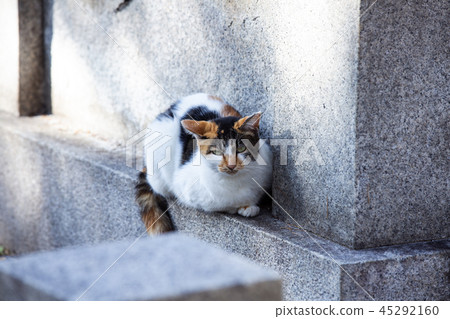 大江神社貓 45292160