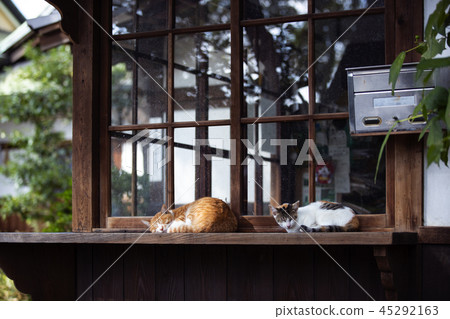 Oe Shrine cat Oe Shrine cat 45292163