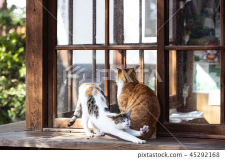 Oe Shrine cat 45292168