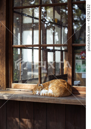 大江神社貓 大江神社貓 45292182